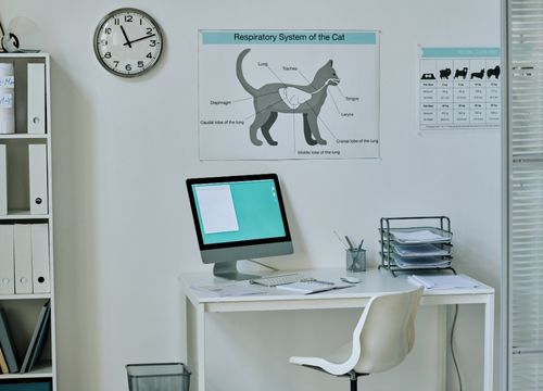 Limpeza de clínicas veterinárias